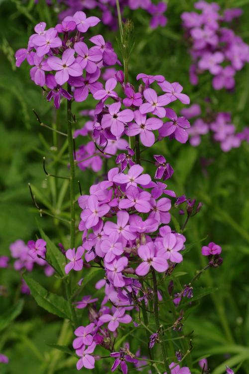 Hesperis matronalis.