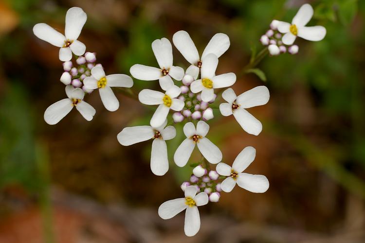 Iberis amara.