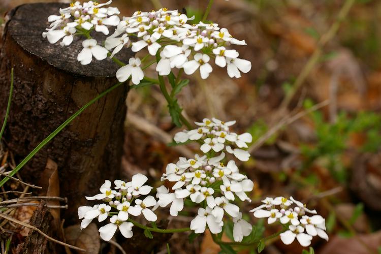 Iberis amara.