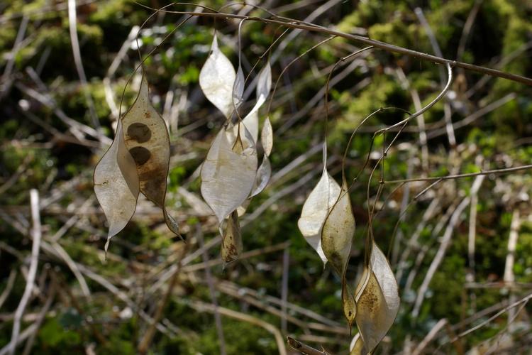 Lunaria rediviva.