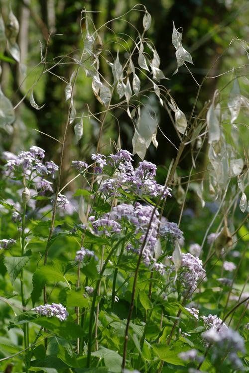 Lunaria rediviva.