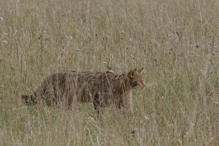 Felis silvestris.