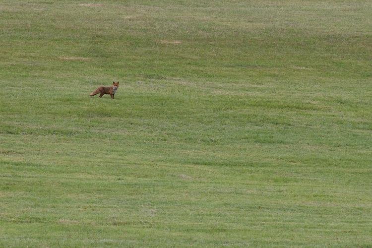 Vulpes vulpes.