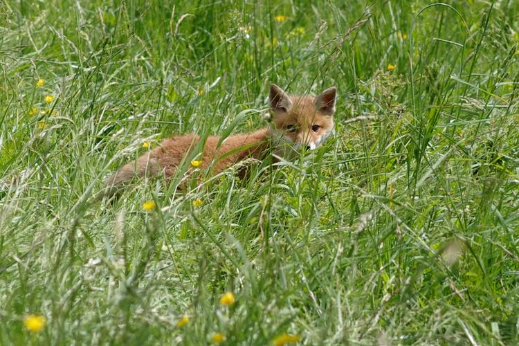 Vulpes vulpes.