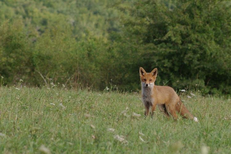 Vulpes vulpes.