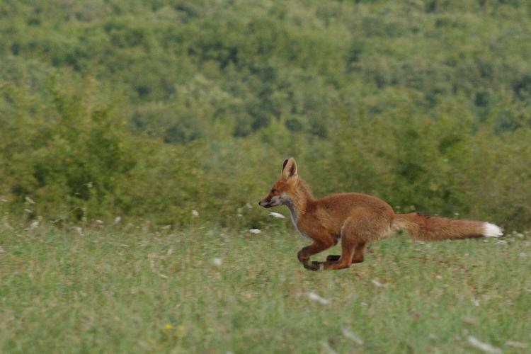 Vulpes vulpes.