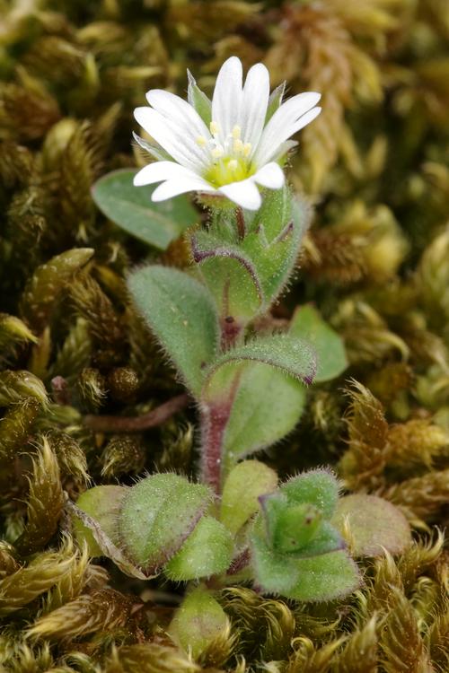 Cerastium pumilum.