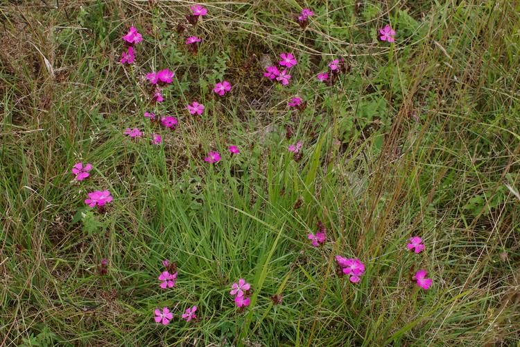 Dianthus carthusianorum.