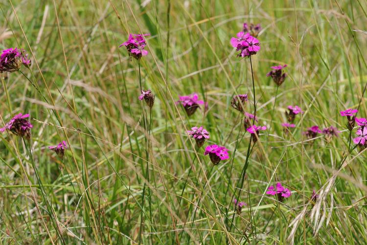 Dianthus carthusianorum.