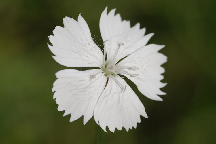 Dianthus carthusianorum.