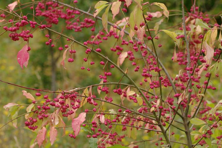 Euonymus europaeus.