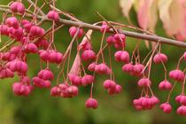 Euonymus europaeus