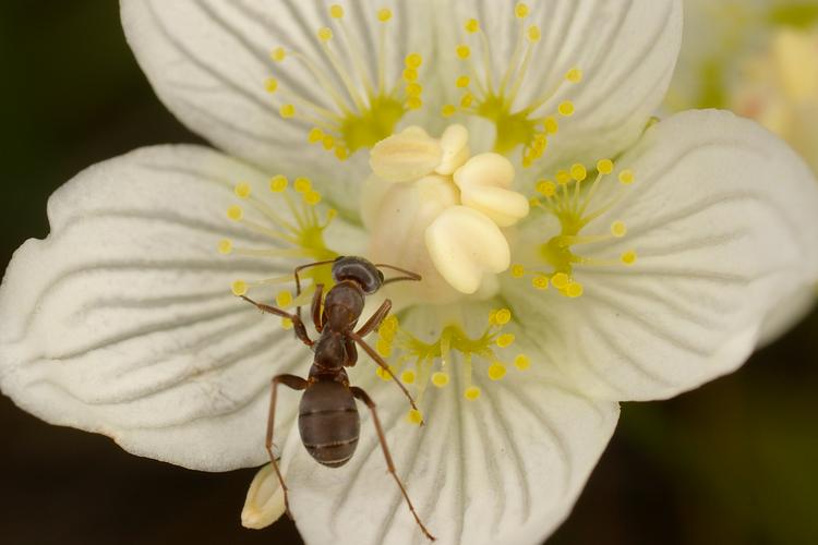 Parnassia palustris.