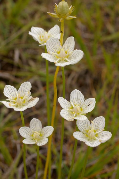 Parnassia palustris.