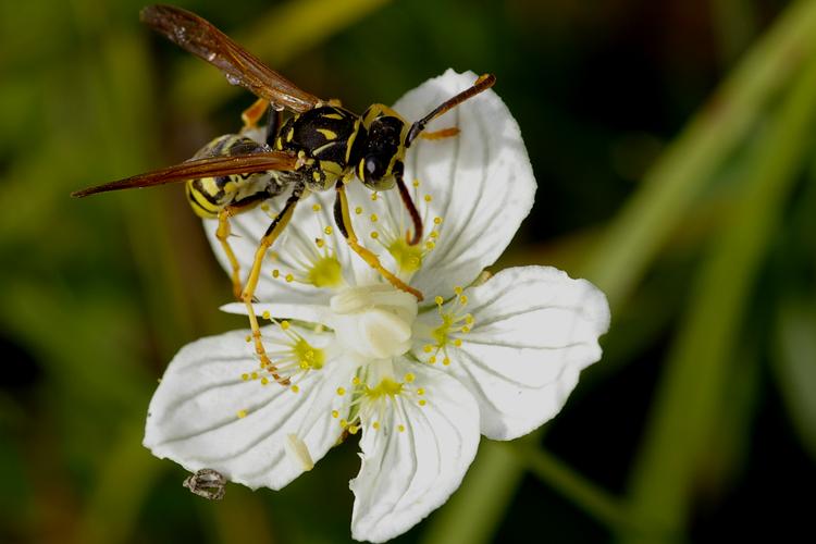 Parnassia palustris.