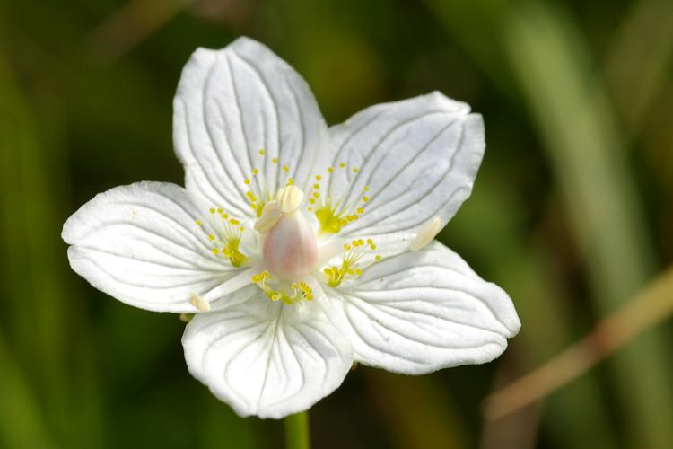 Parnassia palustris.