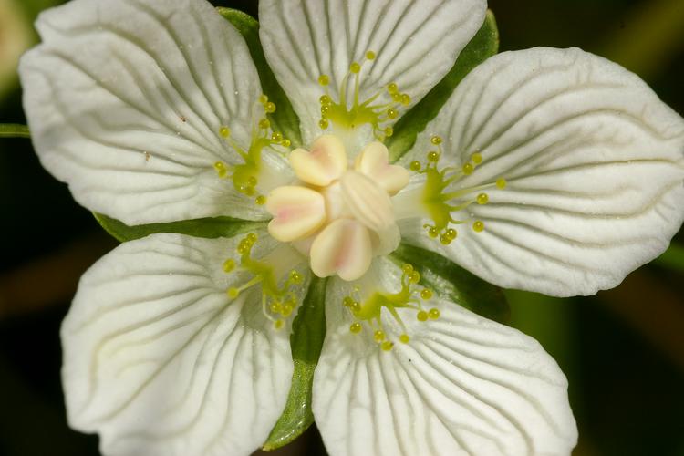 Parnassia palustris.