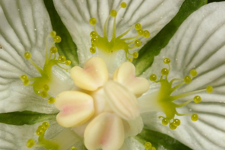 Parnassia palustris.