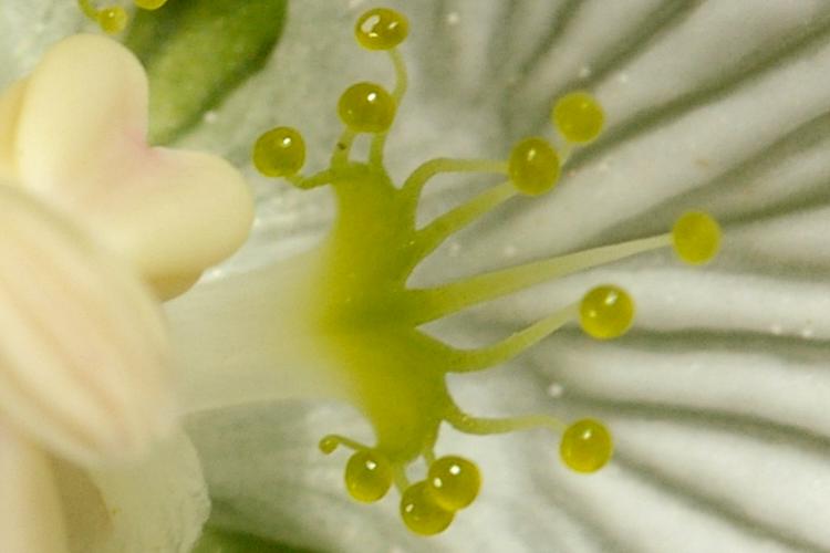 Parnassia palustris.