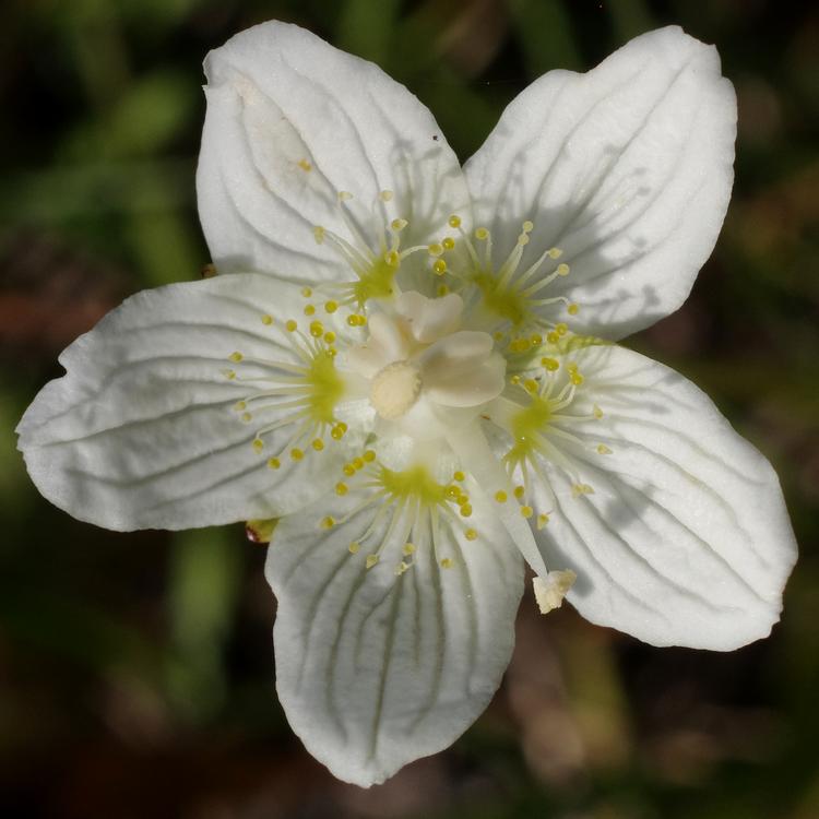 Parnassia palustris.