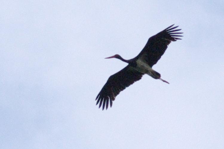 Ciconia nigra.