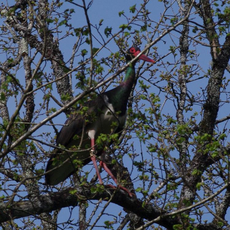 Ciconia nigra.