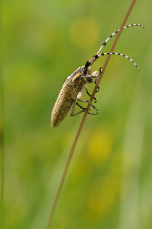 Agapanthia villosoviridescens.