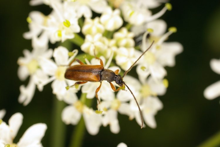 Alosterna tabacicolor.