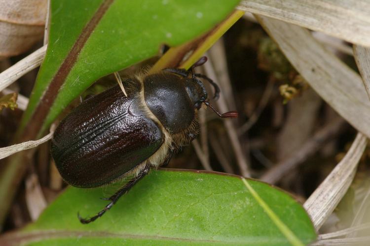 Amphimallon atrum.