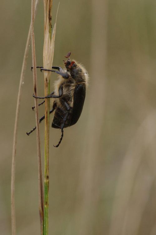 Amphimallon atrum.