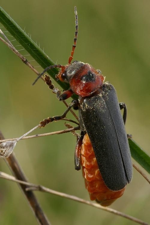 Cantharis rustica.