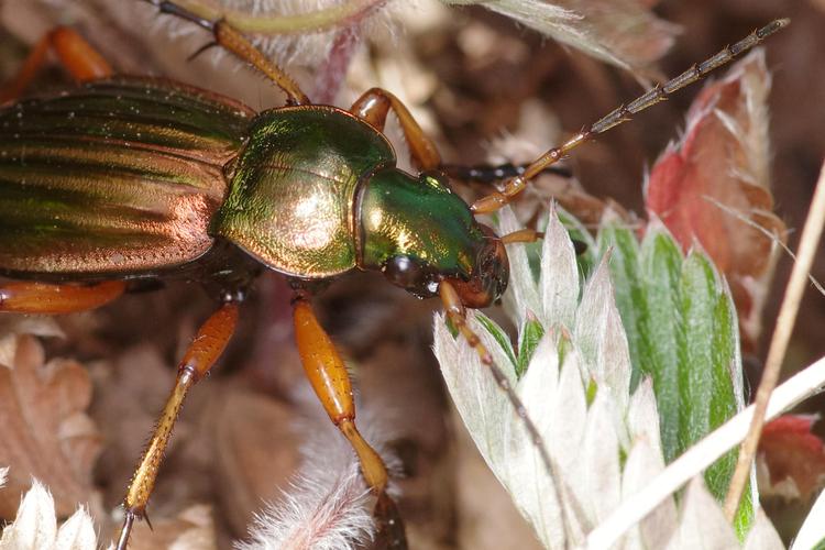 Carabus auratus.