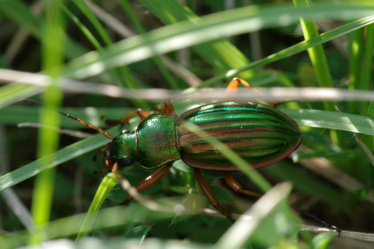 Carabus auratus.