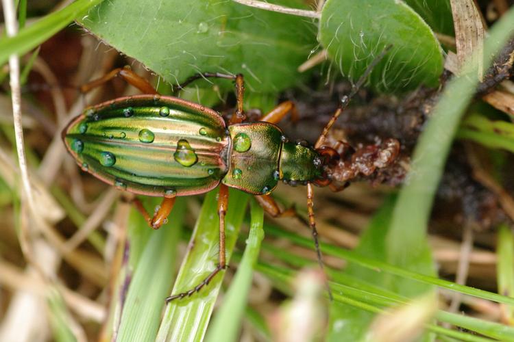 Carabus auratus.