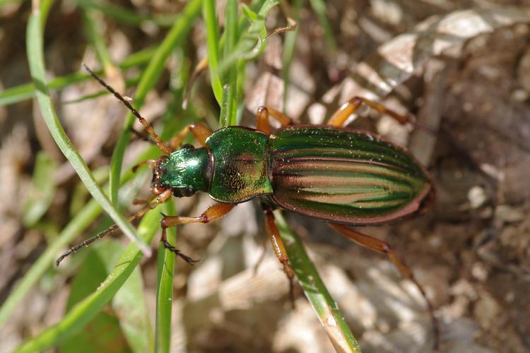 Carabus auratus.