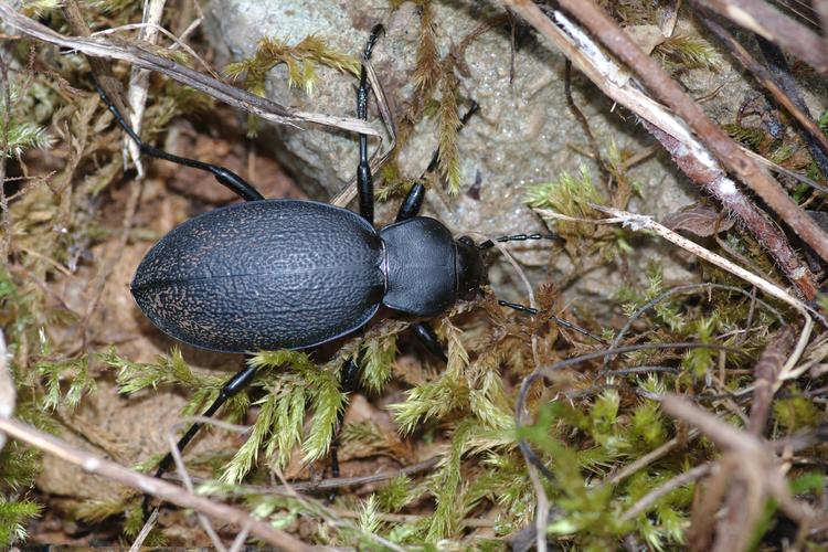 Carabus coriaceus.