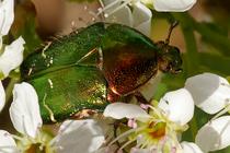 Cetonia aurata.