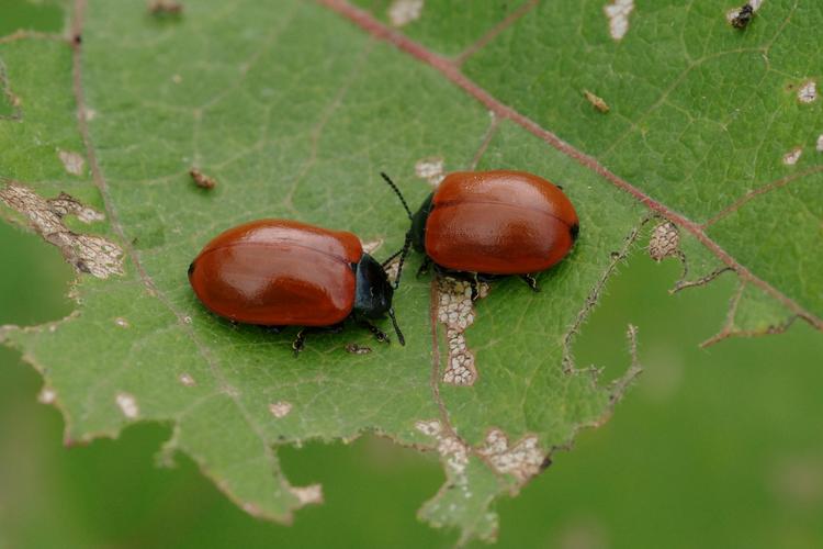 Chrysomela populi.