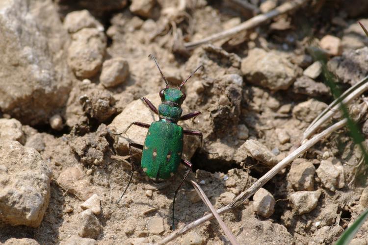 Cicindela campestris.