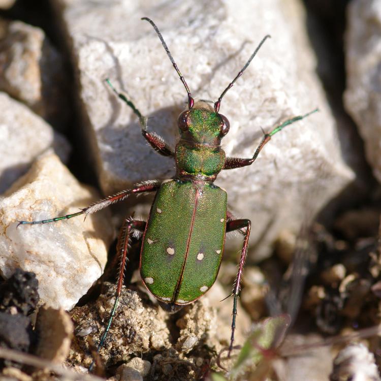 Cicindela campestris.