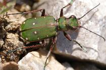 Cicindela campestris.