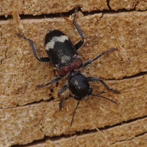 Clerus mutillarius sur Lythrum salicaria.