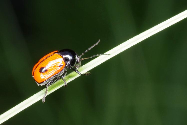 Cryptocephalus bipunctatus.