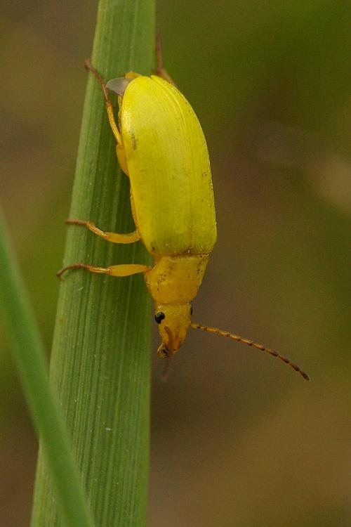 Cteniopus sulphureus.