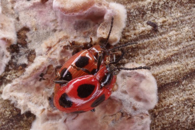 Endomychus coccineus.