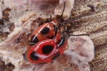 Endomychus coccineus