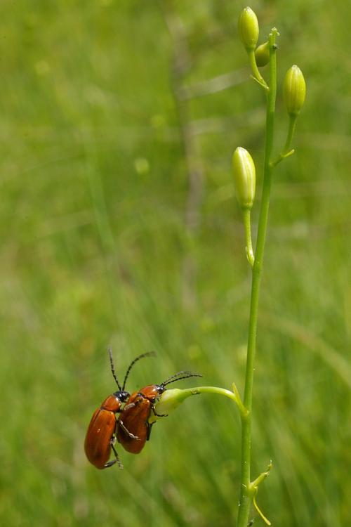 Exosoma lusitanicum.