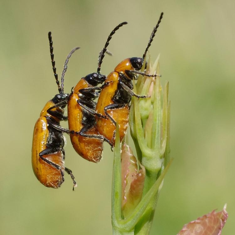 Exosoma lusitanicum.