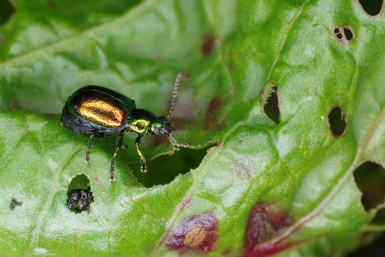 Gastrophysa viridula.