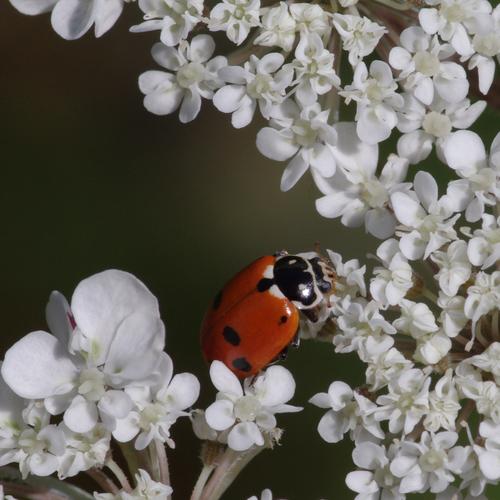 Hippodamia variegata.